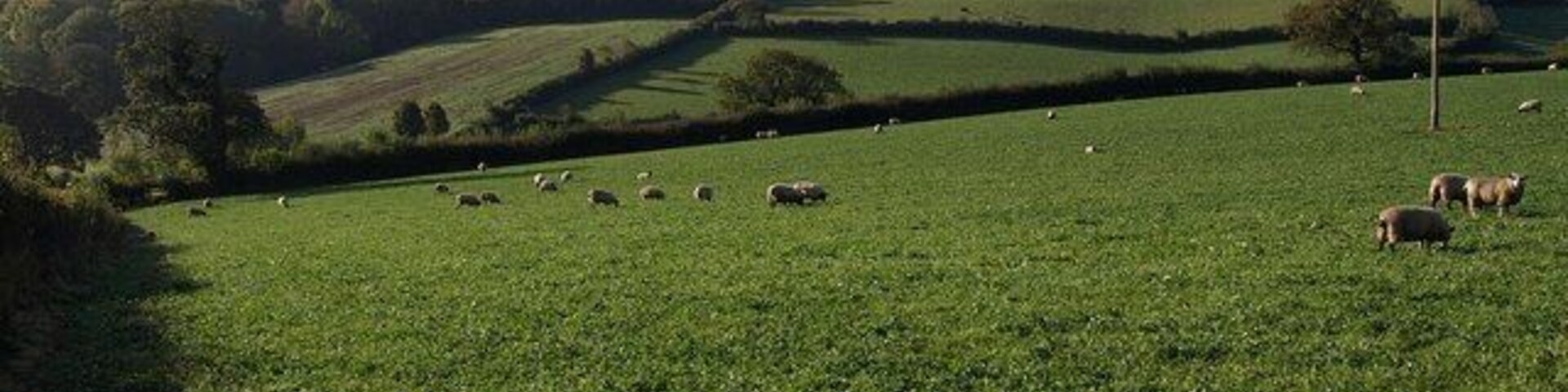 Sheep at Whiddon Down (2). The same field as 1548885, but the left-hand side of it, with 1548852 running behind the hedge on the left. There is an overlap on the right.