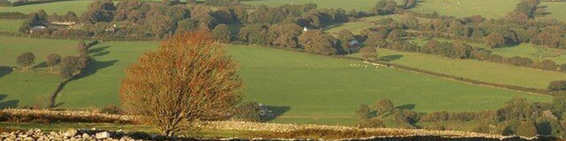 Tree and walls above Nine Stones. I failed to register what species of tree this was, covered in berries, but it could be a rowan. It also appears in 990063. Taken from South Tawton Bridleway 36 as it plunges off the moor down the outside of fields. Largely hidden by trees across the valley is West Wyke, in SX6592.