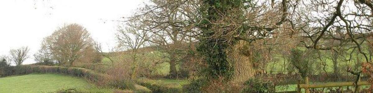 Lane near Taw Green The lane from Taw Green northwards, which forms a through route between South and North Tawton. On the right is an overflowing water trough.