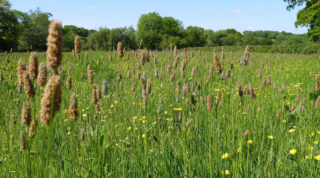Northlew meadow.