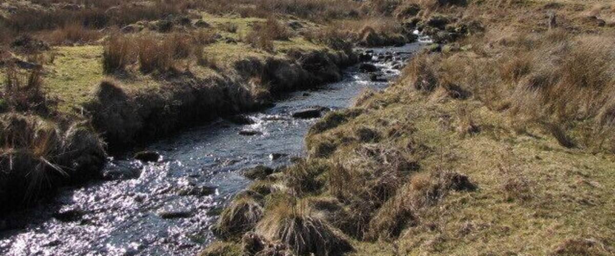 River Taw near Taw head This is the River Taw in South Taw Marsh. It is still a stream here, but becomes a raging river within a mile and many other streams meet it in the marsh.