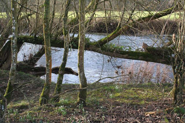 Iddesleigh: on the bank of the Torridge. Looking west, with snowdrops on the bank; below the rivers confluence with its tributary the Okement