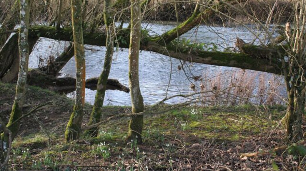 Iddesleigh: on the bank of the Torridge. Looking west, with snowdrops on the bank; below the rivers confluence with its tributary the Okement