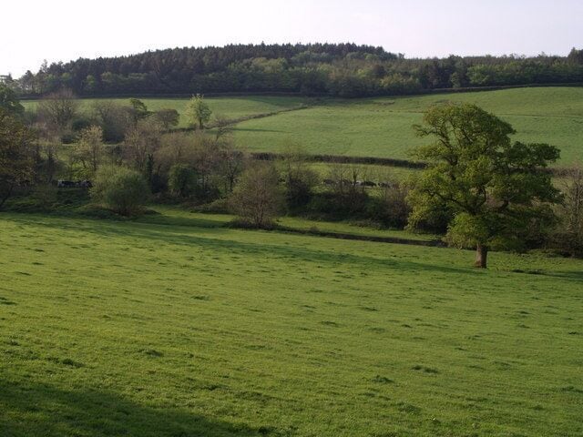 Towards Froghill Plantation From the lane between Lowertown to Lewtrenchard, this view looks across fields west of Coryton Barton farm. A long line of cattle crosses the field beyond the trees, presumably after the morning's milking. A segment of Froghill plantation, on the hill towards Coryton, is in this square.