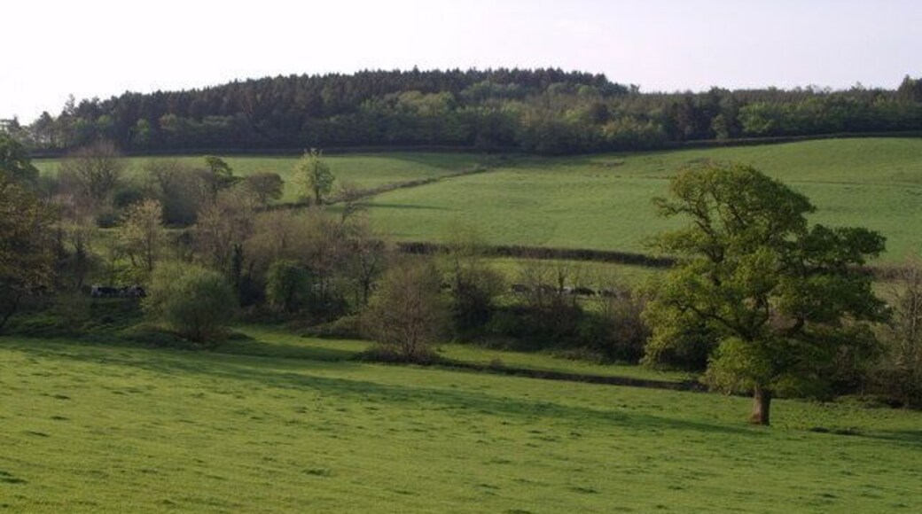 Towards Froghill Plantation From the lane between Lowertown to Lewtrenchard, this view looks across fields west of Coryton Barton farm. A long line of cattle crosses the field beyond the trees, presumably after the morning's milking. A segment of Froghill plantation, on the hill towards Coryton, is in this square.