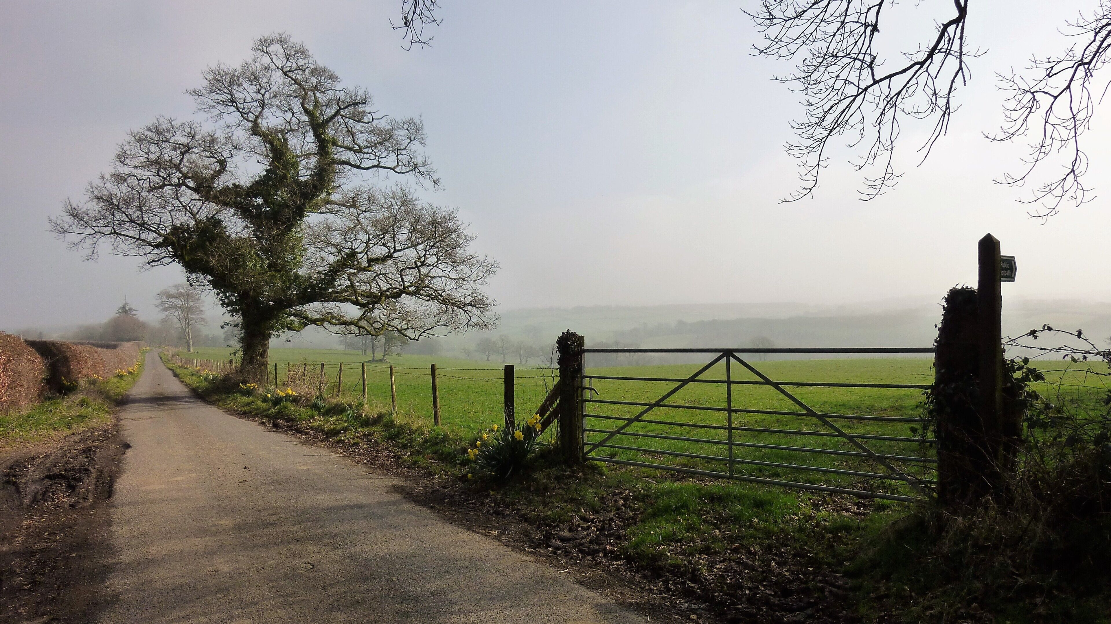 A rural road leading to a foggy field with a gate and a large tree.