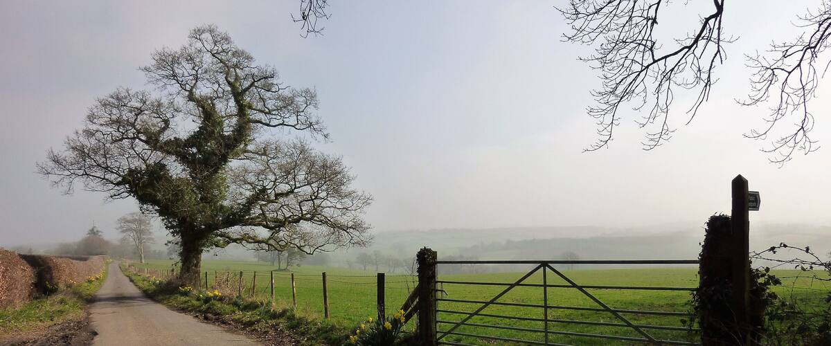 A rural road leading to a foggy field with a gate and a large tree.