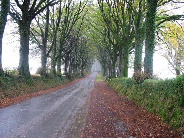 Yet another view of the road to Bridestowe from the Fox and Hounds Public House Looking down the road towards Bridestowe Station on a misty and damp autumn morning