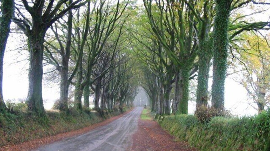 Yet another view of the road to Bridestowe from the Fox and Hounds Public House Looking down the road towards Bridestowe Station on a misty and damp autumn morning