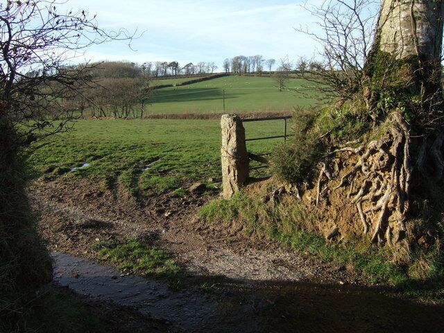 Gateway north of Bratton Clovelly. This gateway can be seen on the left in 364985. Beech roots and an old gatepost beside a view across the shallow valley of a tributary of the Breazle Water.