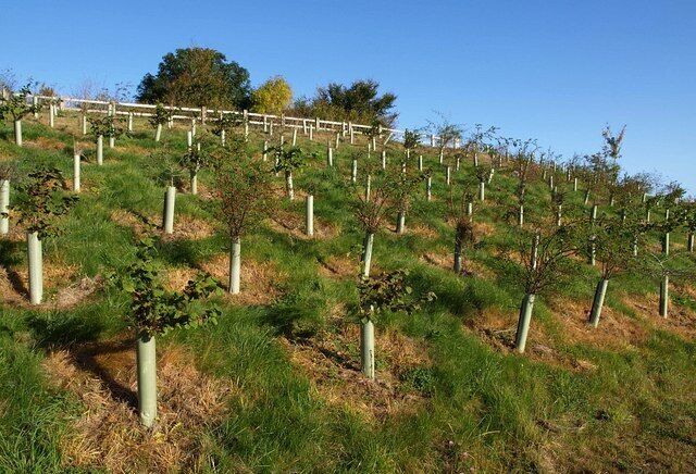 Guarded trees near Whiddon Down. A variety of species, including hazel and rose, in tree guards on this bank between old and new roads east of Whiddon Down.