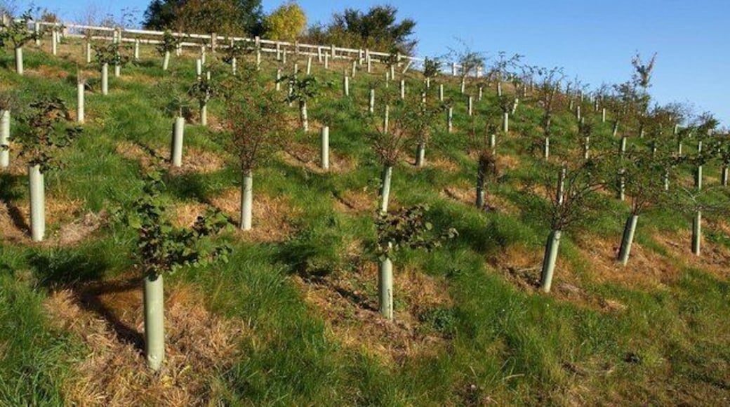 Guarded trees near Whiddon Down. A variety of species, including hazel and rose, in tree guards on this bank between old and new roads east of Whiddon Down.