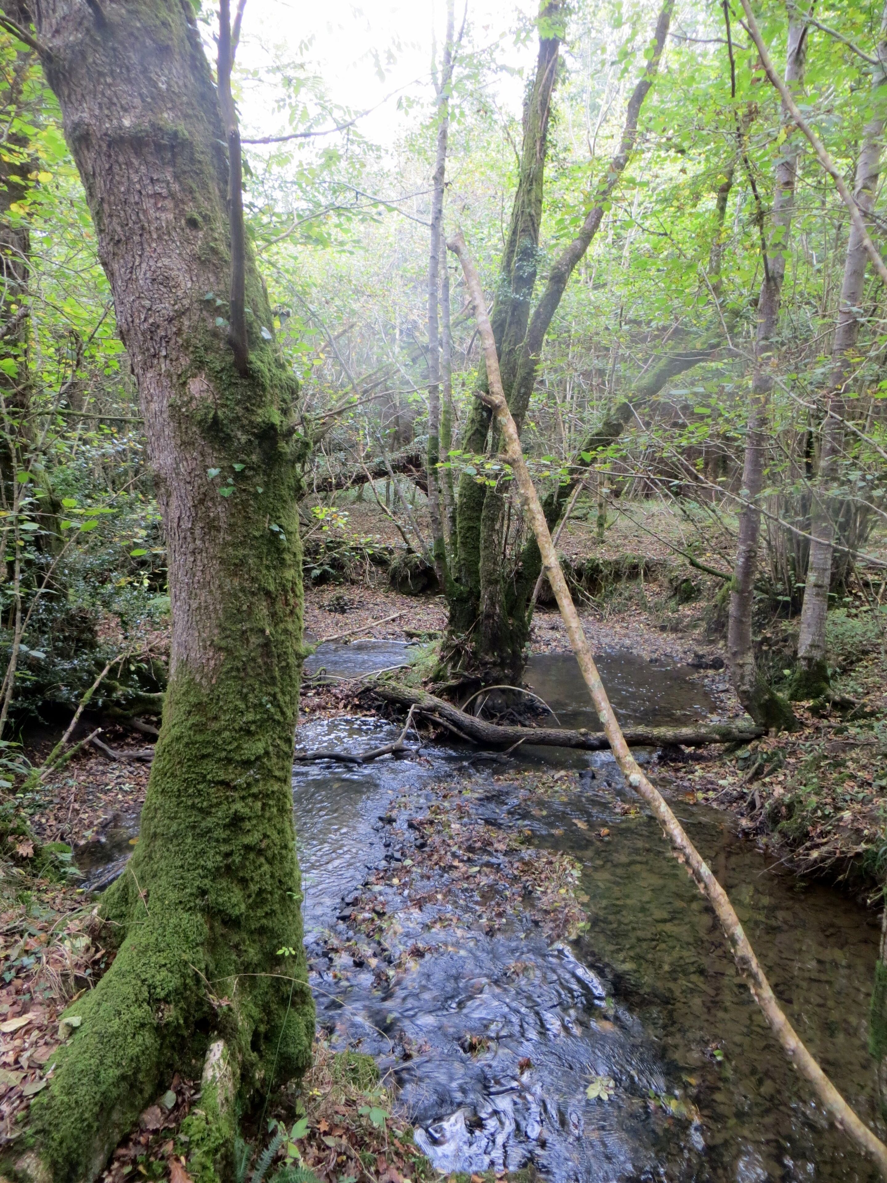Tree in the middle of the stream - Oct 2014