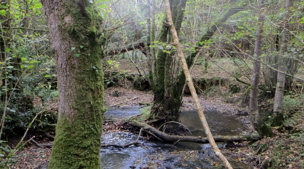Tree in the middle of the stream - Oct 2014