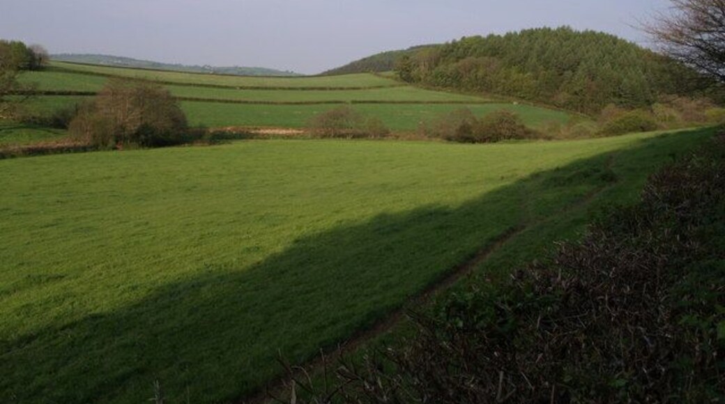 Knowle Wood A view from the lane west of Coryton Barton. On its right (north) side, Knowle Wood drops to the River Lew. Just beyond the left edge of the wood can be seen Lee Wood, beyond the Lew and further west.