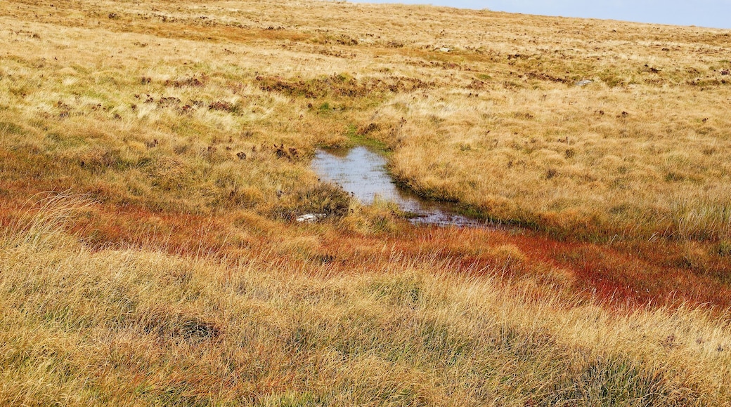 This shows the South Zeal track on northern northern Dartmoor, Devon, UK. This is one of the ancient cross moor tracks used over many years prior to roads. The track here runs beside Raybarrow pool, one of Dartmoor's peat bogs and is rather wet.