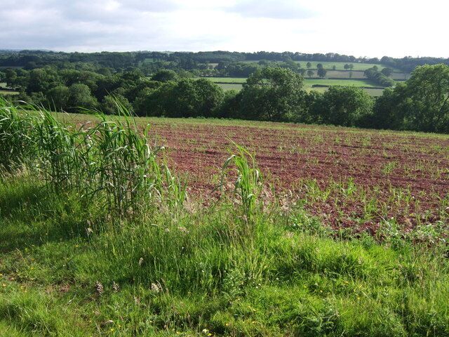 Okement valley at Shilstone A view across a spring crop from Exbourne Footpath 4 as it approaches Shilstone.
