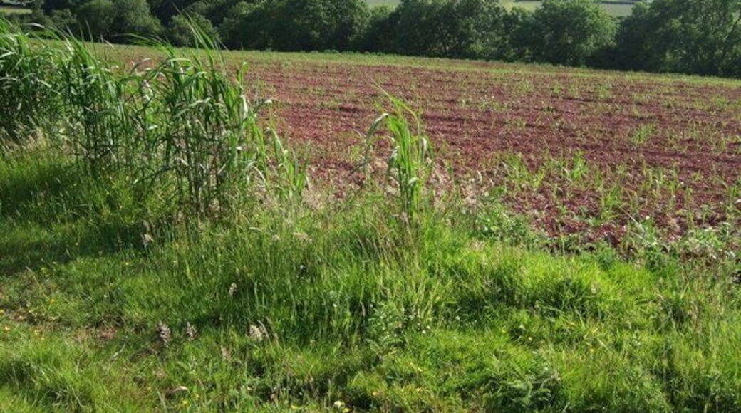 Okement valley at Shilstone A view across a spring crop from Exbourne Footpath 4 as it approaches Shilstone.