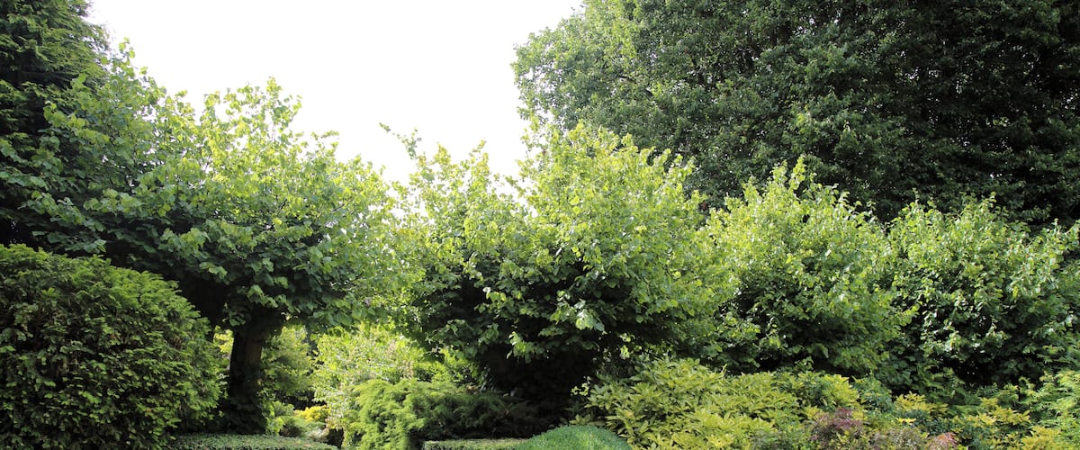 A well-maintained garden with neatly trimmed hedges, a variety of trees, and a stone pathway.