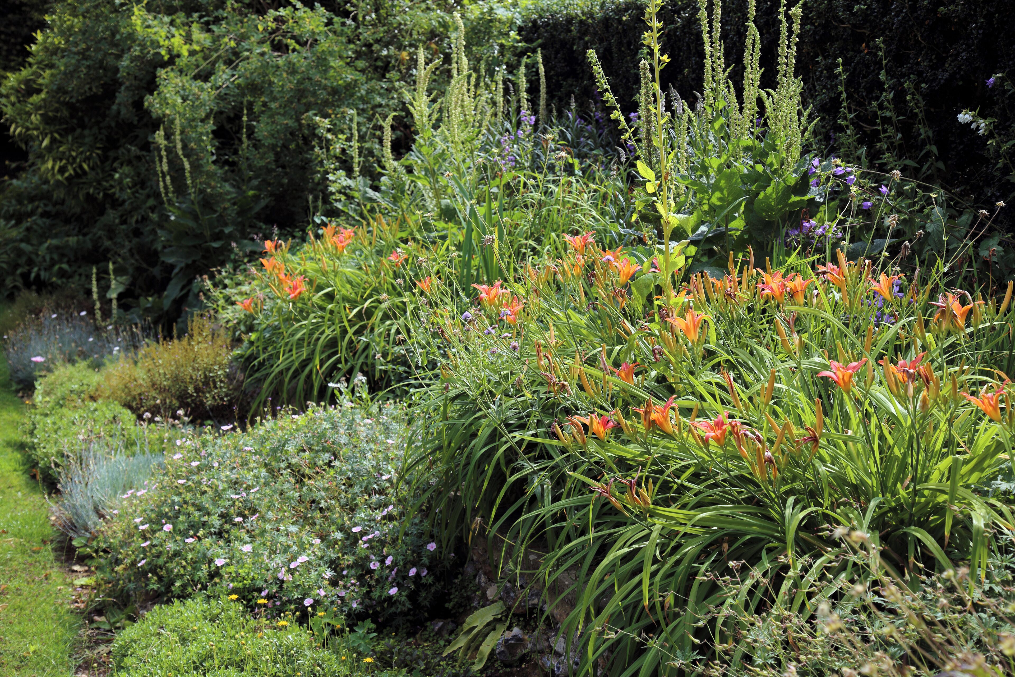 'Hemerocallis fulva' Daylily in a flower bed at The Gibberd Garden, in the Harlow District of Essex, England. Software: RAW file converted to JPEG with Canon Digital Photo Professional, and then spun and/or optimized and/or cropped with Adobe Photoshop CS2.