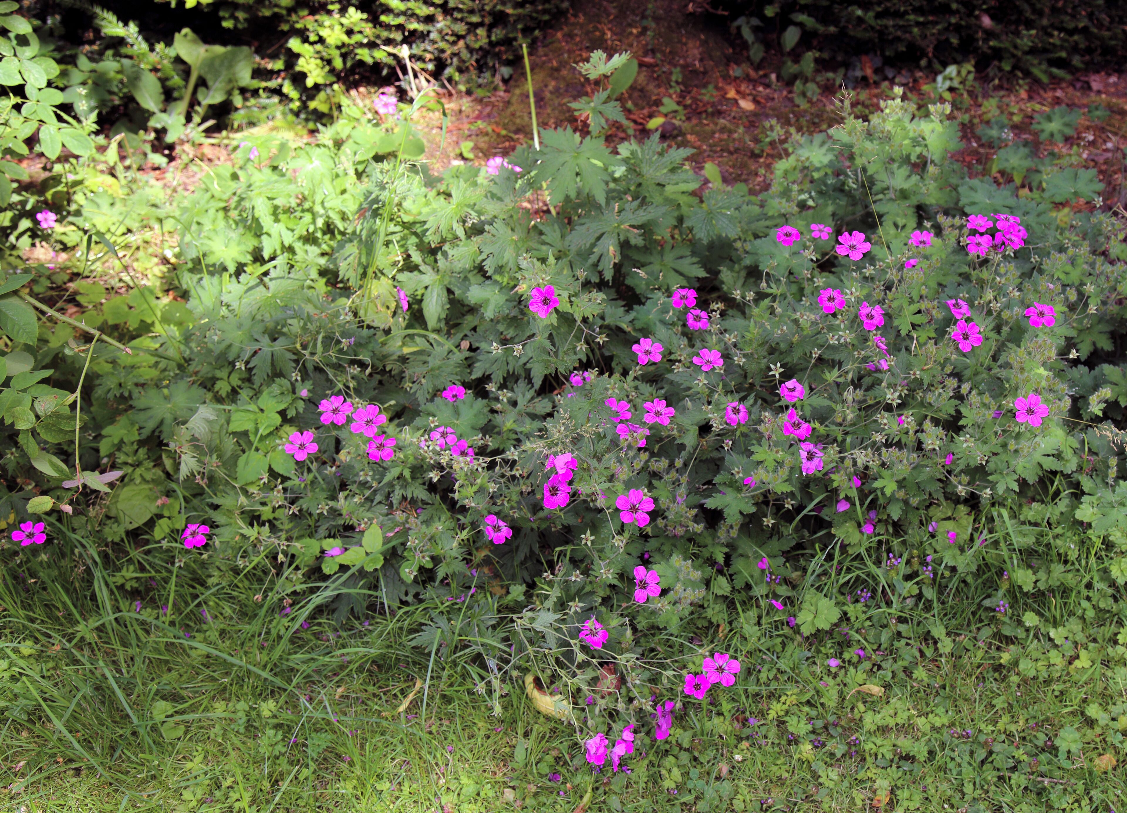 Cranesbill hardy perenniel Geranium psilostemon at The Gibberd Garden, in the Harlow District of Essex, England