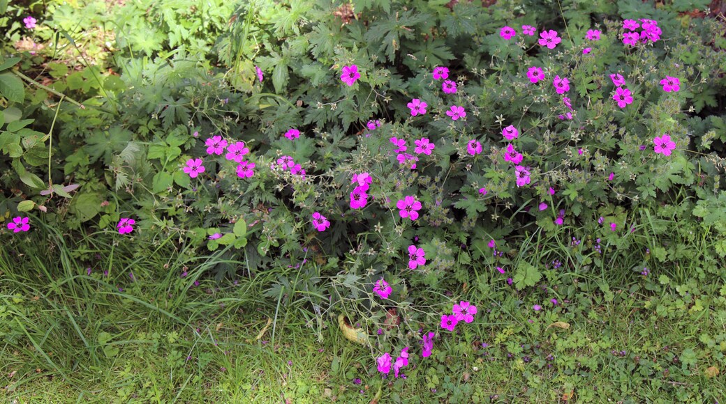 Cranesbill hardy perenniel Geranium psilostemon at The Gibberd Garden, in the Harlow District of Essex, England