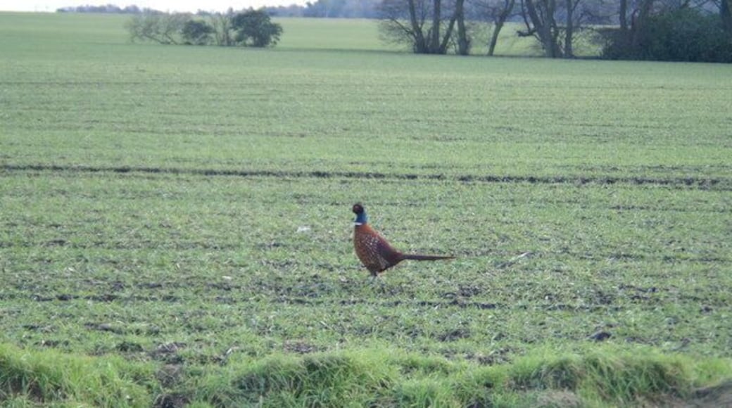 Cocksure. A pheasant struts about on land where shooting is not allowed