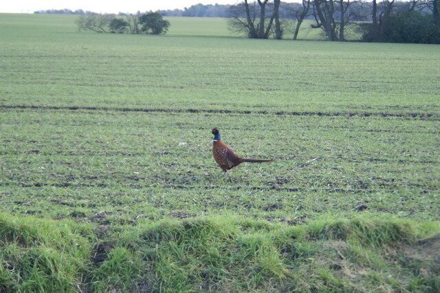 A pheasant walking across a grassy field with trees in the background.