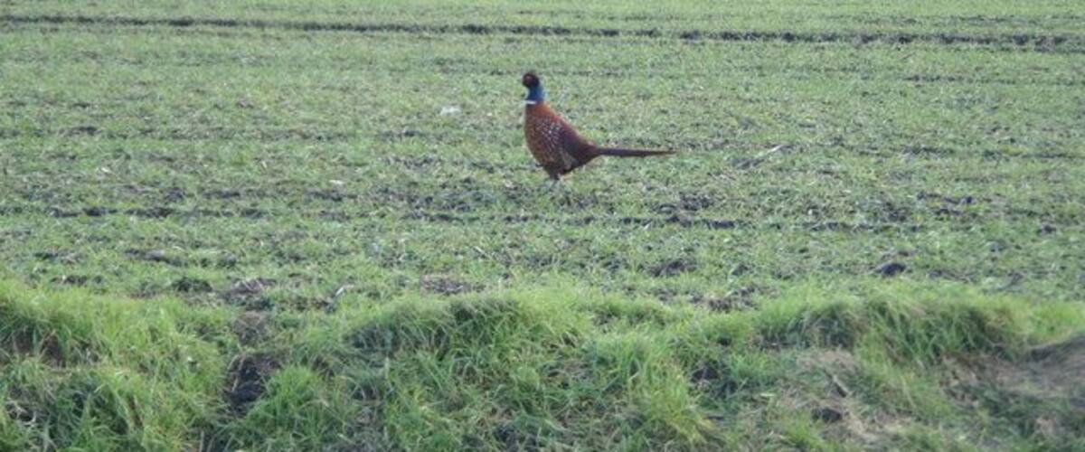 A pheasant walking across a grassy field with trees in the background.
