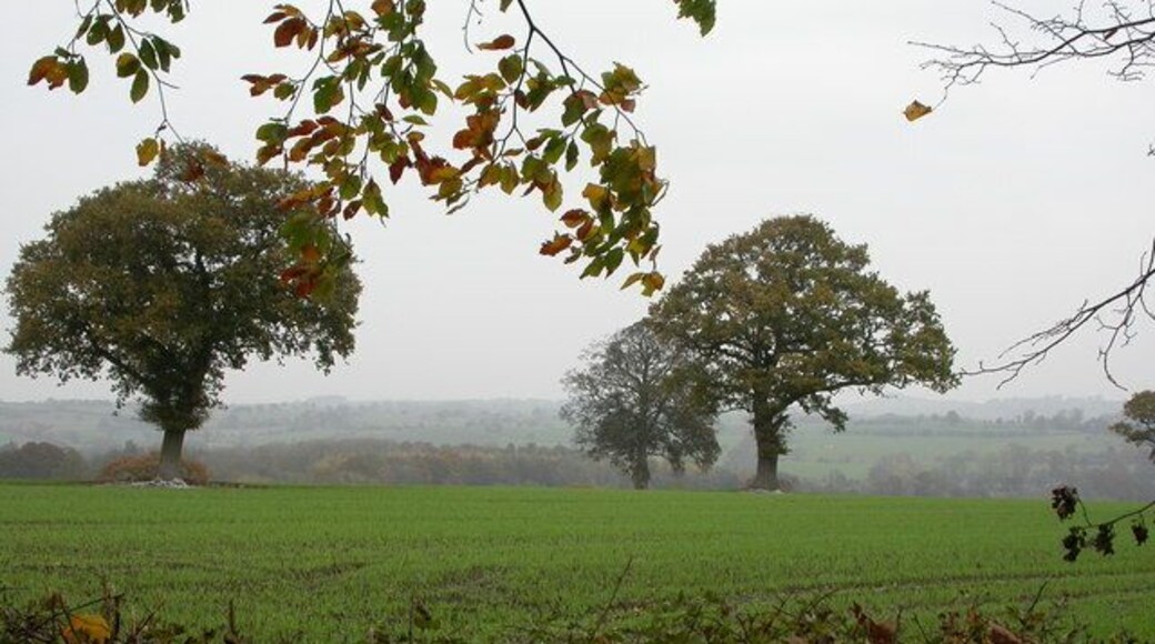 Spared Oaks Several large Oak trees remain in this cropfield.
