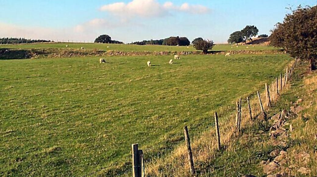 Sheep in an awkward gridsquare. Sheep grazing west of Quarry House Farm, seen northwards from the footpath