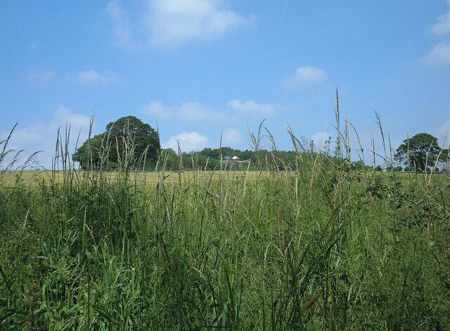 Meadow south of Hasling Hall Farm Hasling Hall Farm is just vislble in the trees. It is situated on the north bank of the River Wharfe close to its confluence with the River Washburn near Leathley.