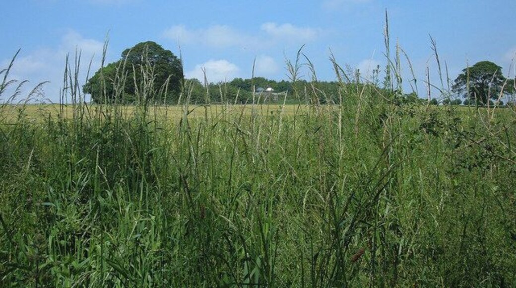 Meadow south of Hasling Hall Farm Hasling Hall Farm is just vislble in the trees. It is situated on the north bank of the River Wharfe close to its confluence with the River Washburn near Leathley.