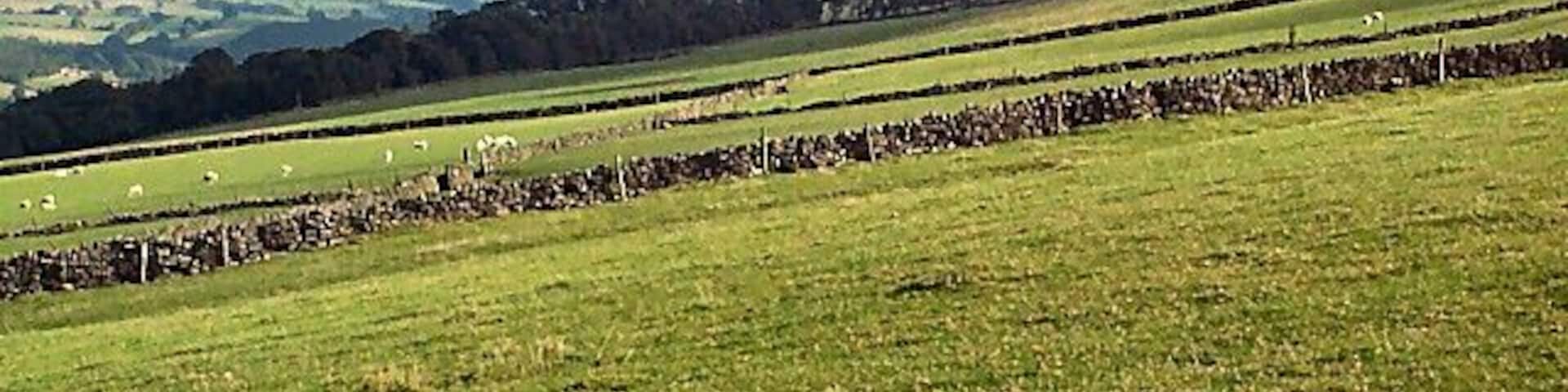 Um campo gramado com muros de pedra e ovelhas espalhadas.
