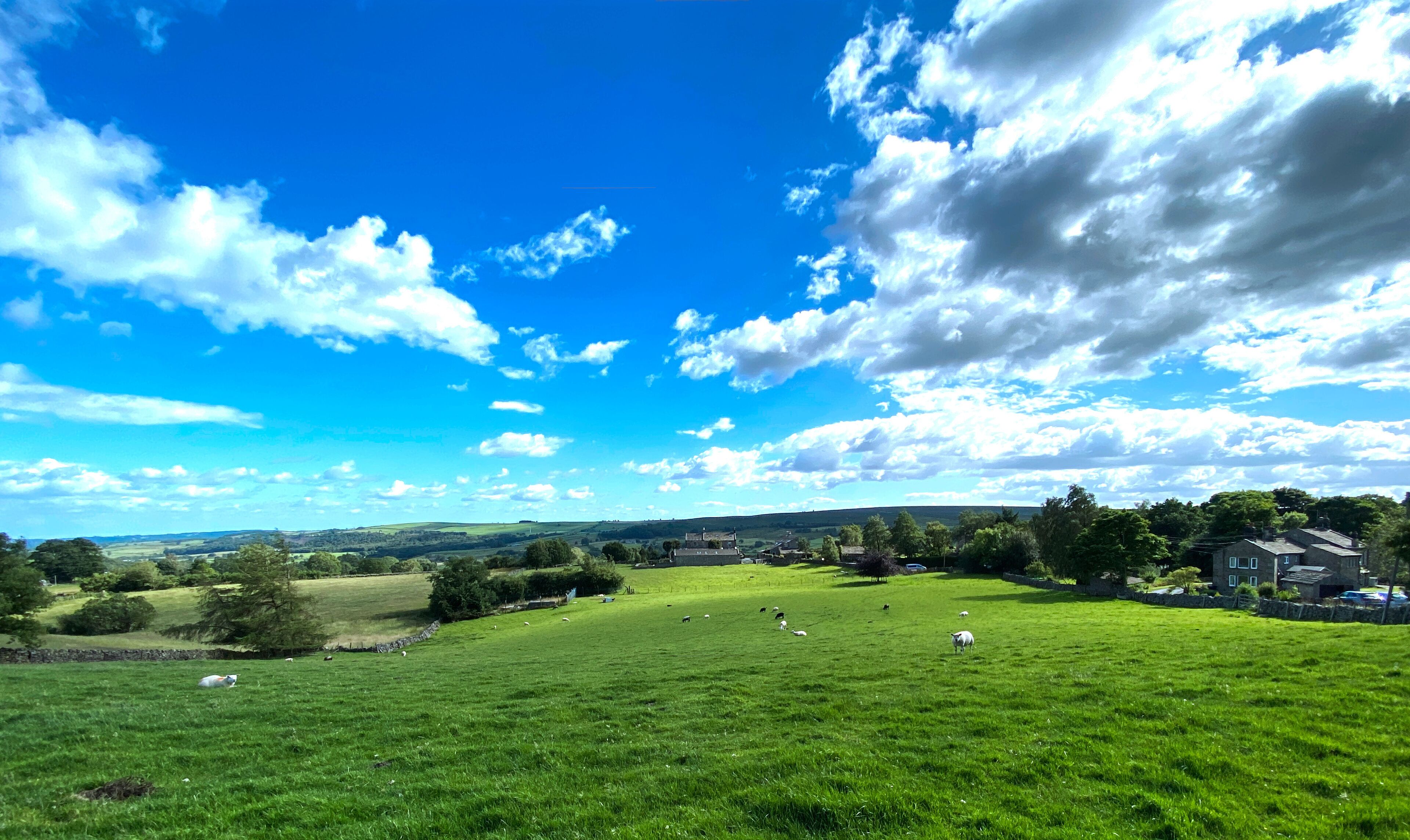Rural landscape, with sheep, fields, farms, and distant hills near, Timble, Otley, UK