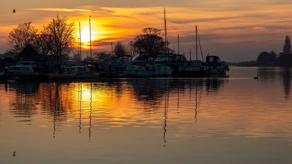 A marina at sunset with boats docked and a swan swimming in the water.