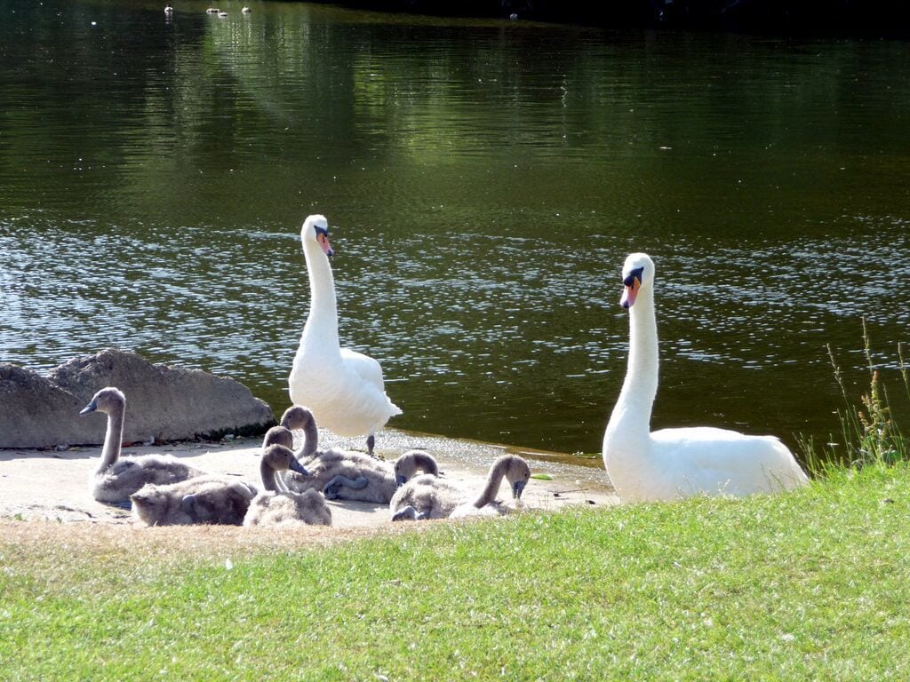 Family of Mute Swans (Cygnus olor) Family of mute swans on the River Thames at Pangbourne.