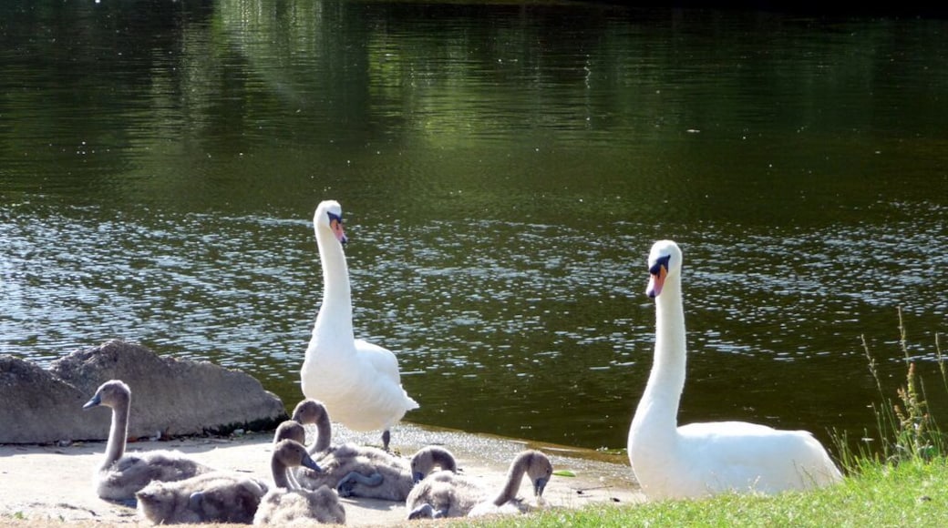 Family of Mute Swans (Cygnus olor) Family of mute swans on the River Thames at Pangbourne.