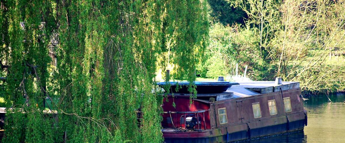 A narrowboat docked near a willow tree.