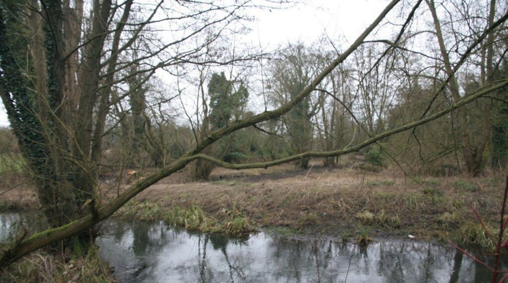 Willows by the river Willows growing on the far bank in the marshy ground near the River Pang.