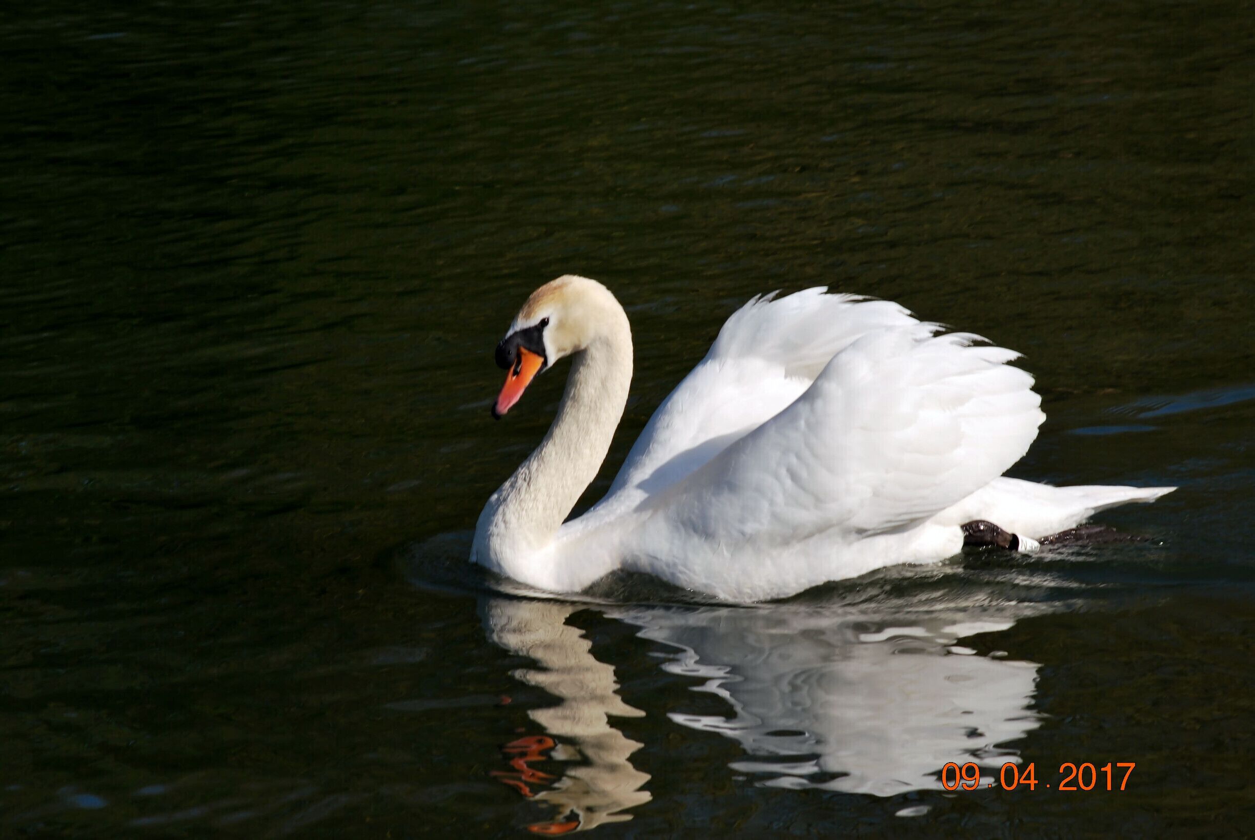 #SpringFun. i'm no ugly duckling, i'm elegant
