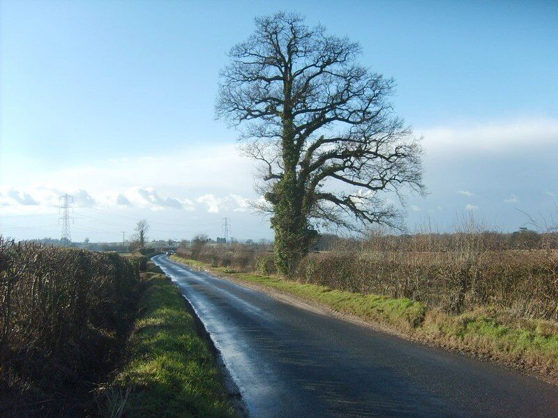 Patshull Road A lone tree on the road near Pattingham.