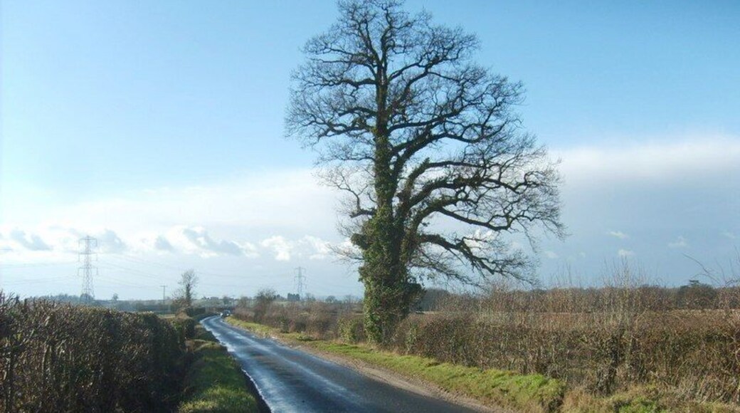 Patshull Road A lone tree on the road near Pattingham.