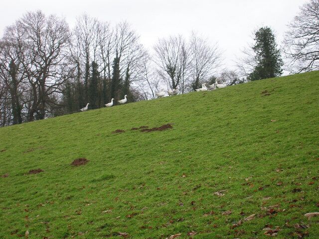 And When They Were Only Halfway Up .... ... they sat down and rested. Geese on a slope behind Mackeral Hill Farm.