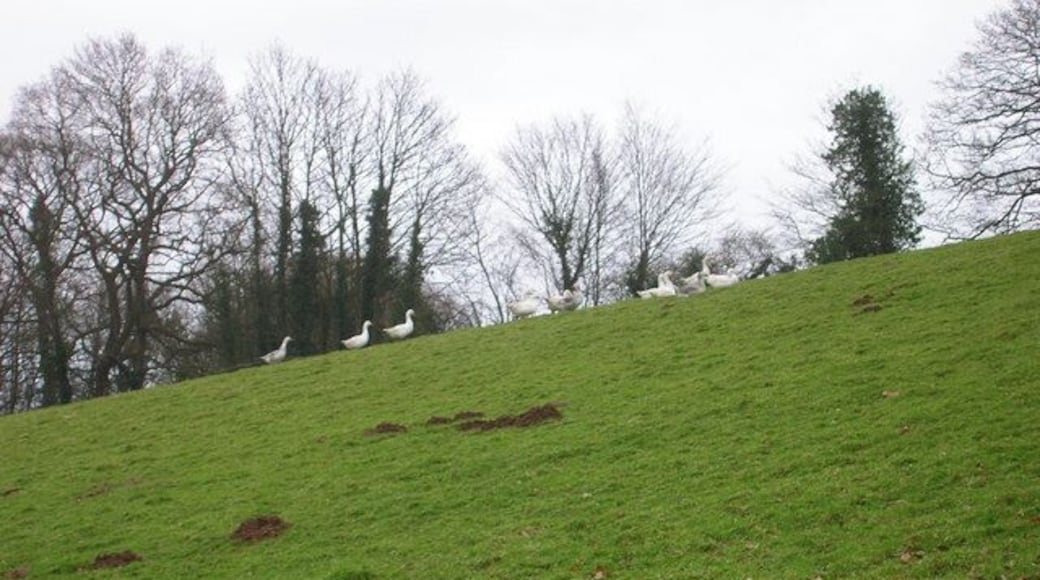 And When They Were Only Halfway Up .... ... they sat down and rested. Geese on a slope behind Mackeral Hill Farm.