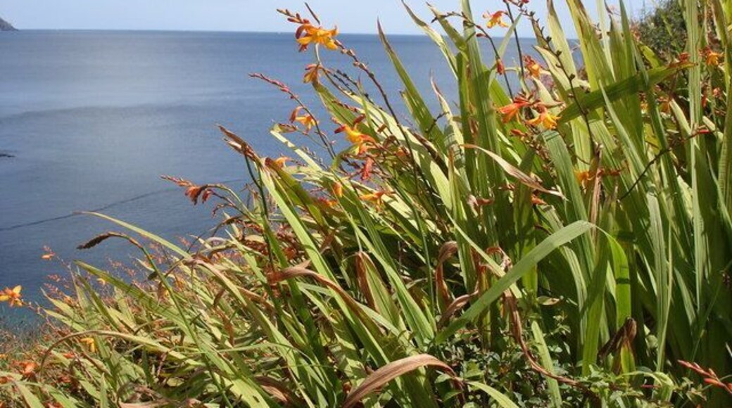 Montbretia - Crocosmia x crocosmiflora