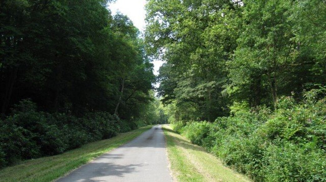 Drive and footpath to Bignor Park Bowler's Crab Wood is on the left and Dukes Copse to the right