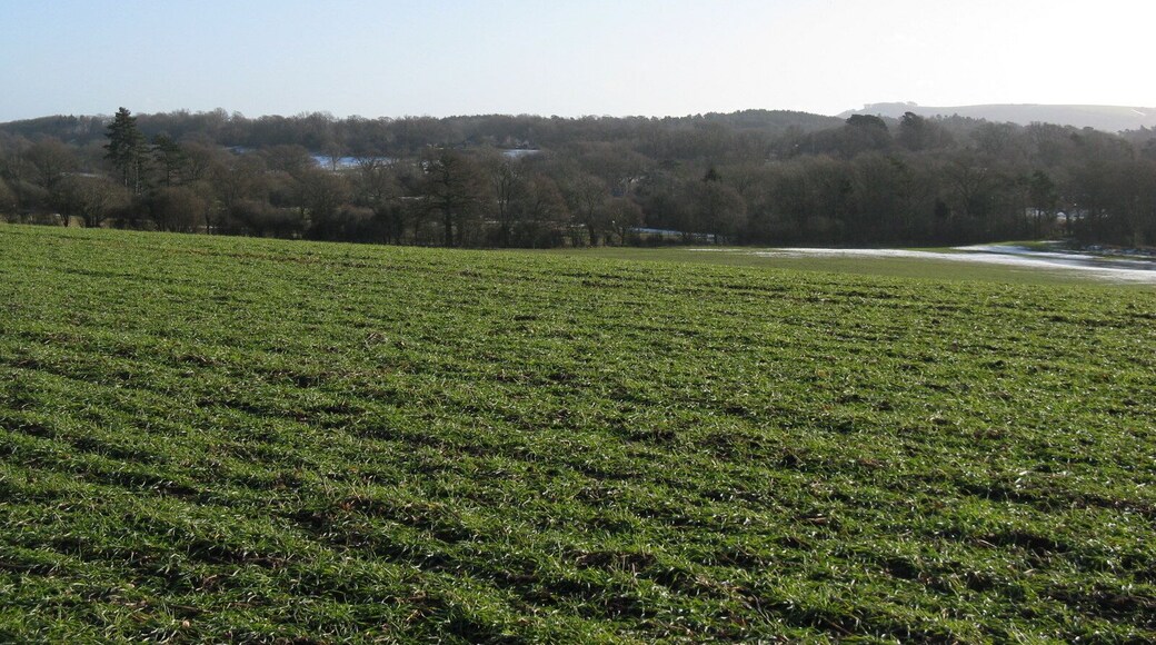 View SE over open field Woods at Heath Common are straight ahead and Chanctonbury Ring on the horizon