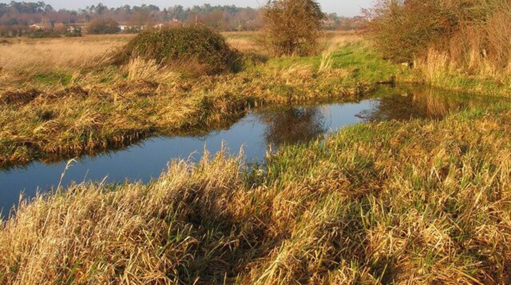 Old Canal, Waltham Brooks Remnant of the old Arun-Wey Canal in Waltham Brooks, having left the river just to the south before disappearing just beyond the picture.