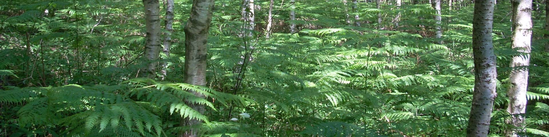 Birchwood on Watersfield Common near Watersfield, West Sussex, UK.